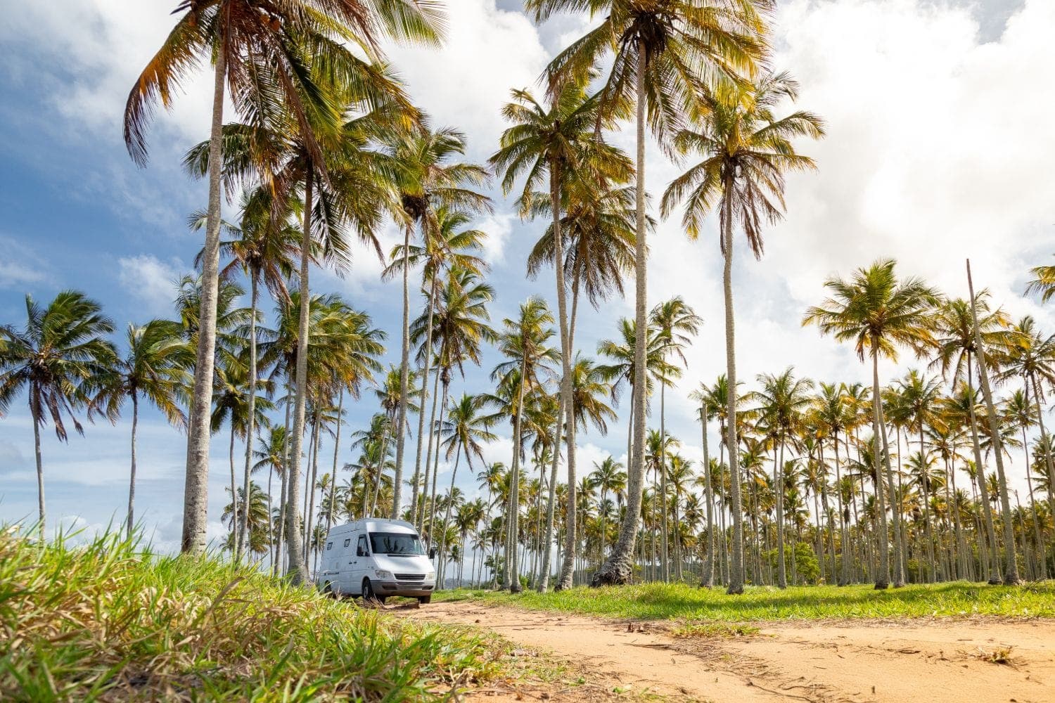 White van on a sandy track through a coconut grove