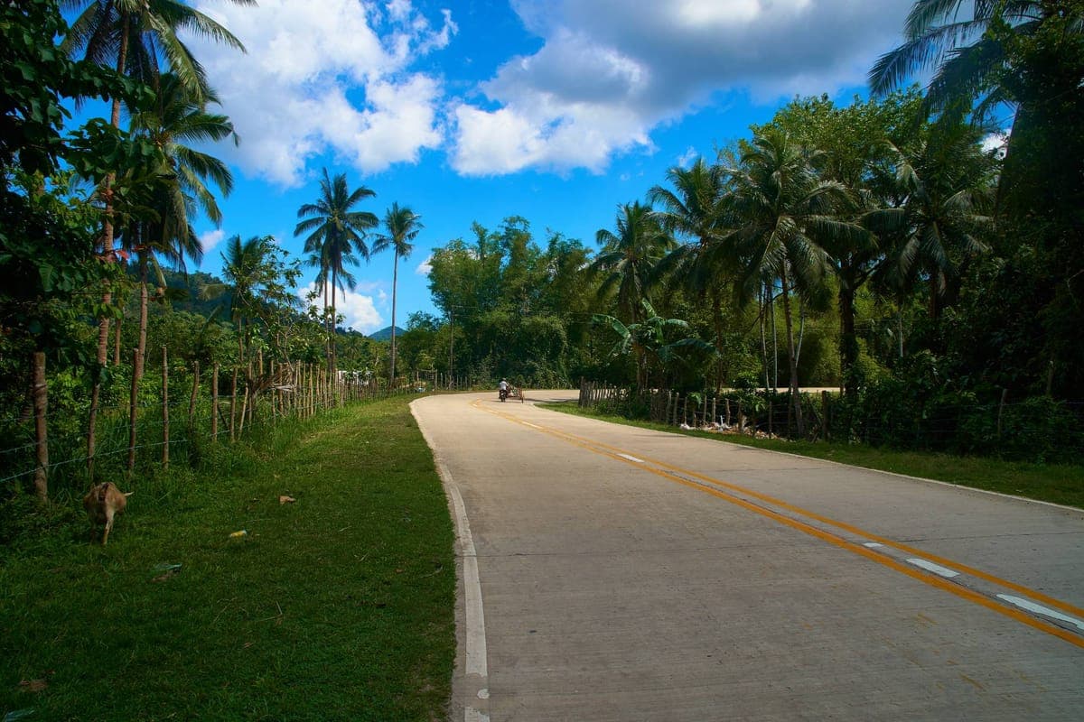 Concrete highway curving between coconut palms, with a goat grazing on the verge